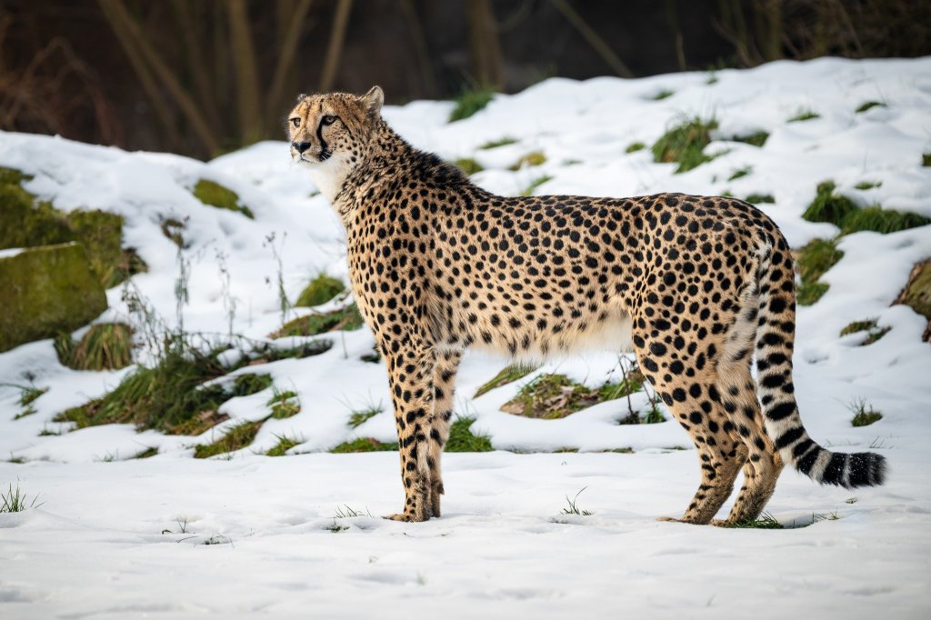 Pololetní prázdniny v Safari Parku: Děti dnes mají vstup za 80 korun, čeká je „škola“ hrou u zvířat