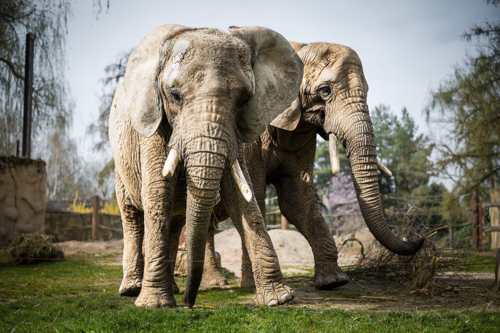 Výtěžek ze Safariběhu podpoří africké slony. Závodníci vyběhnou na tratě ve Dvoře Králové v polovině dubna