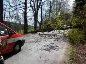 Spadlý strom u Skuhrova