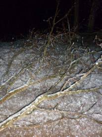 Popadané stromy na petrovské silnici