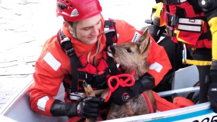 Srnka se bořila v ledu. Hasiči ji vzali do člunu