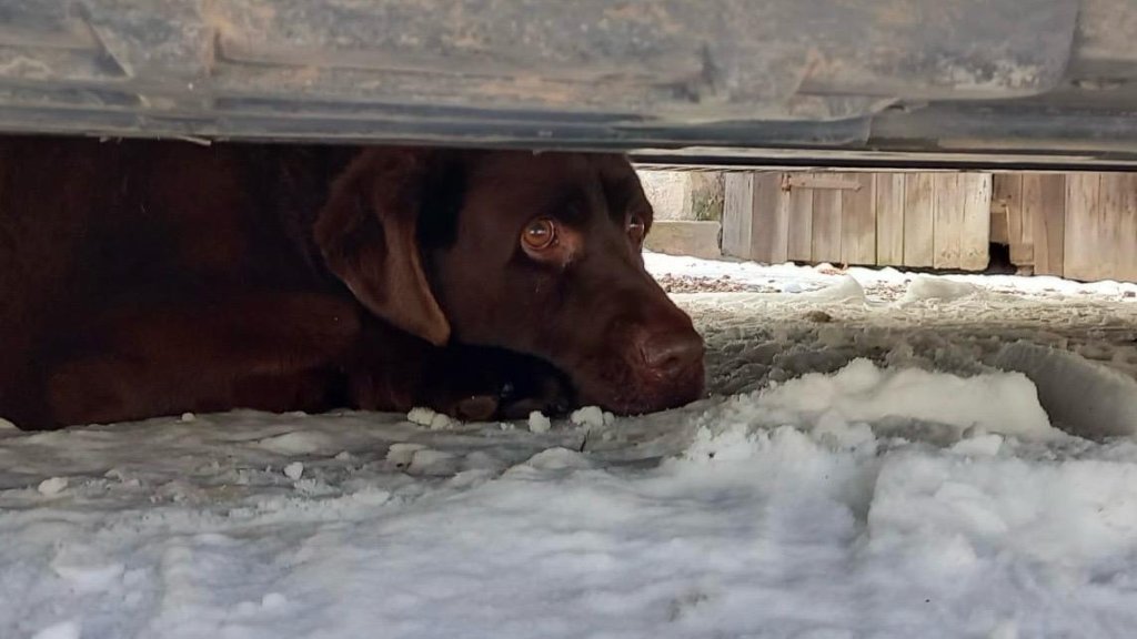 Šťastný konec uvízlého labradora: Hasiči museli auto přizvednout vyprošťovací technikou