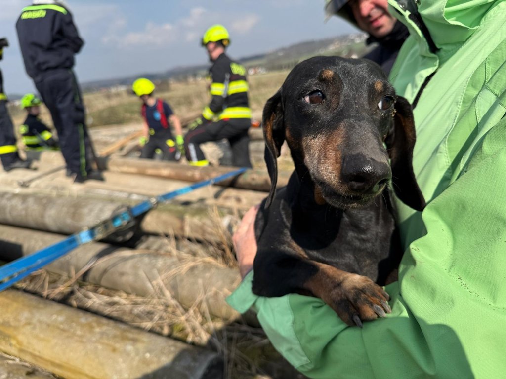 Drama s dobrým koncem v Šonově! Zvědavá fenka jezevčíka uvízla pod betonovými sloupy, zachraňovat ji museli hasiči s vyprošťovací technikou